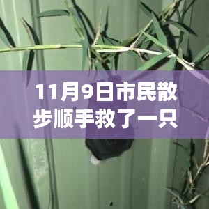 散步奇遇，救助‘鸟界二哈’的自我成长启示