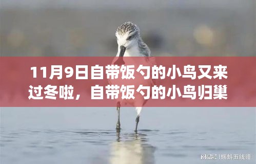 自带饭勺的小鸟归巢过冬，生态适应还是人类干预？