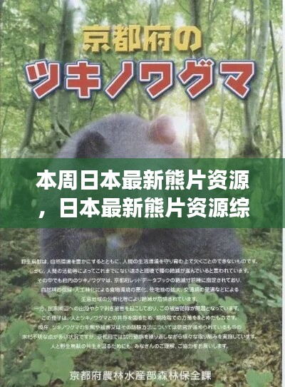 日本最新熊片资源综述，背景、进展与特定领域地位探讨