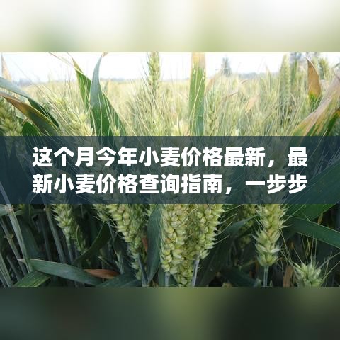 最新小麦价格查询指南，教你如何获取本月今年小麦价格信息