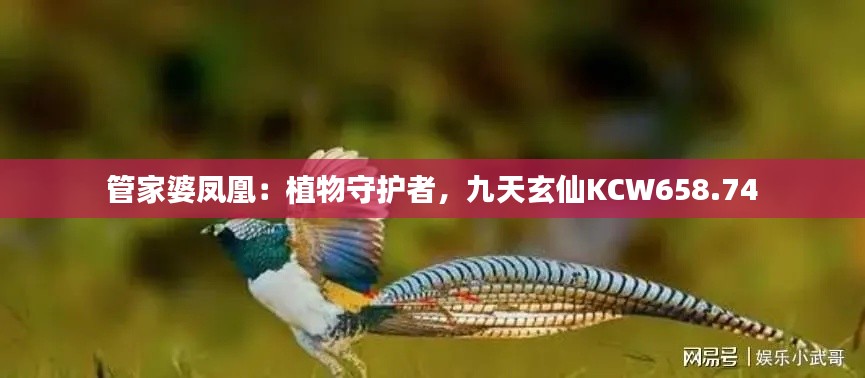 管家婆凤凰：植物守护者，九天玄仙KCW658.74