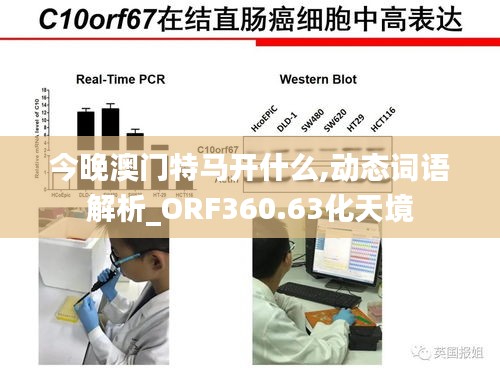 今晚澳门特马开什么,动态词语解析_ORF360.63化天境