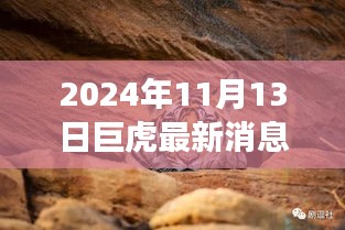 巨虎跃新天，学习力量与自信之光的蜕变——2024年11月13日最新消息