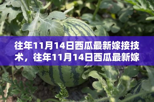 西瓜最新嫁接技术全解析，入门到精通的步骤指南（往年11月14日版）