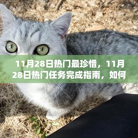 11月28日热门任务完成指南，高效珍惜每一天，实现学习与进步的飞跃