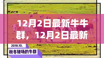 探索潮流社交新领地，最新牛牛群集结