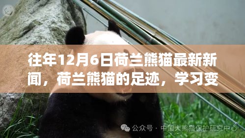 荷兰熊猫足迹，学习变化与乐观的力量，最新新闻追踪