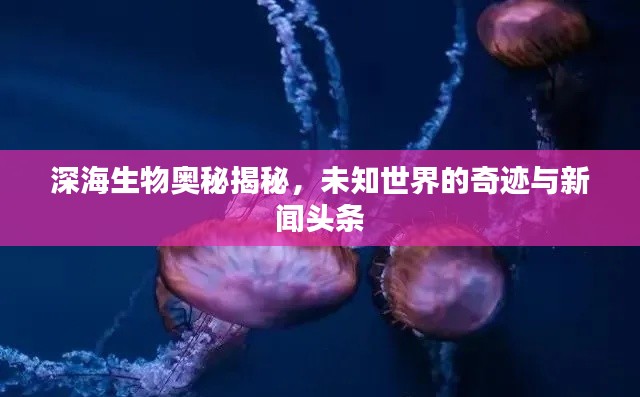 深海生物奥秘揭秘，未知世界的奇迹与新闻头条