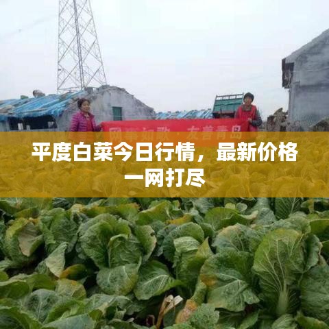 平度白菜今日行情，最新价格一网打尽